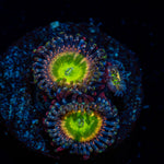 Funny D Zoanthid with colony growth in reef aquarium