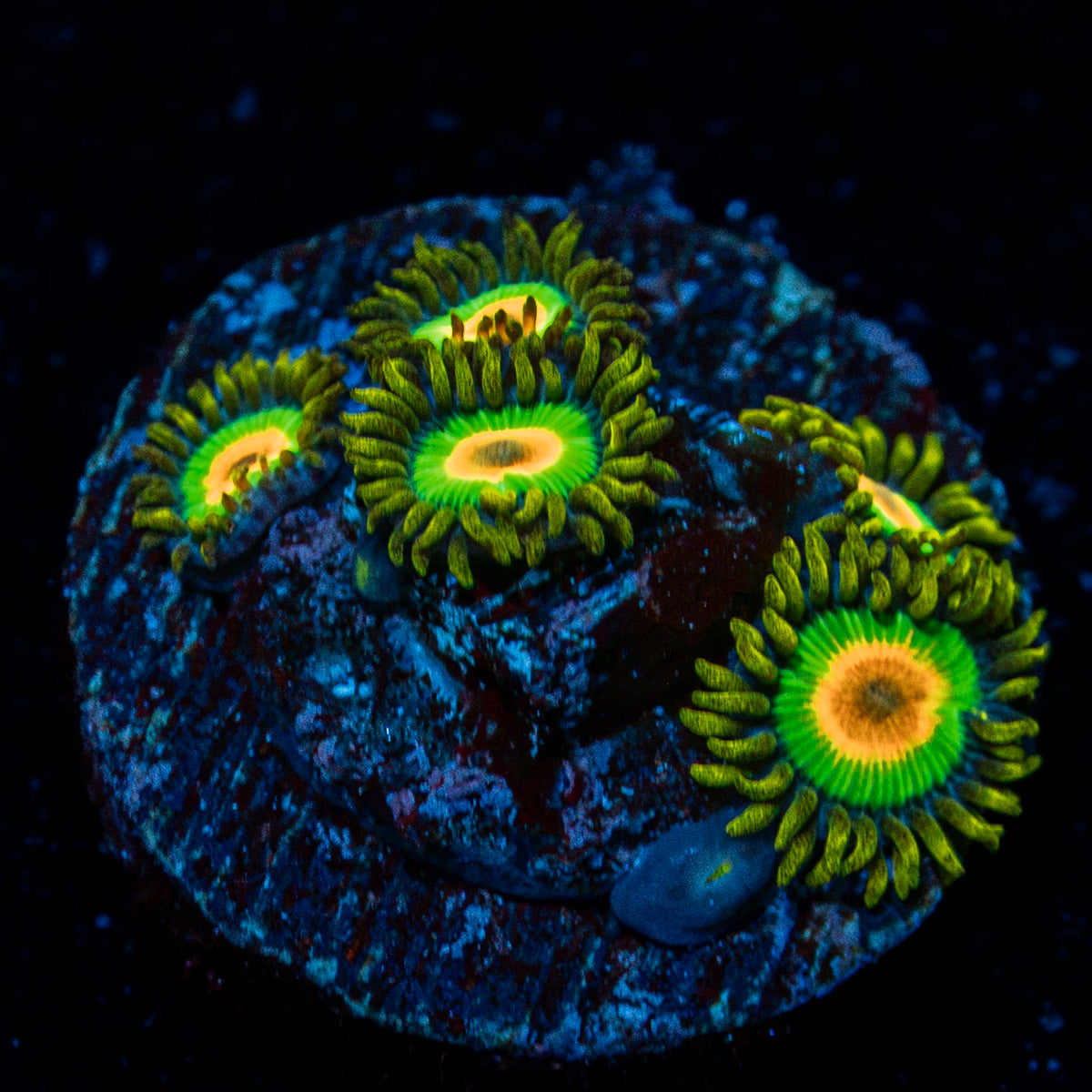 Rasta Zoanthid colony growth in reef aquarium environment