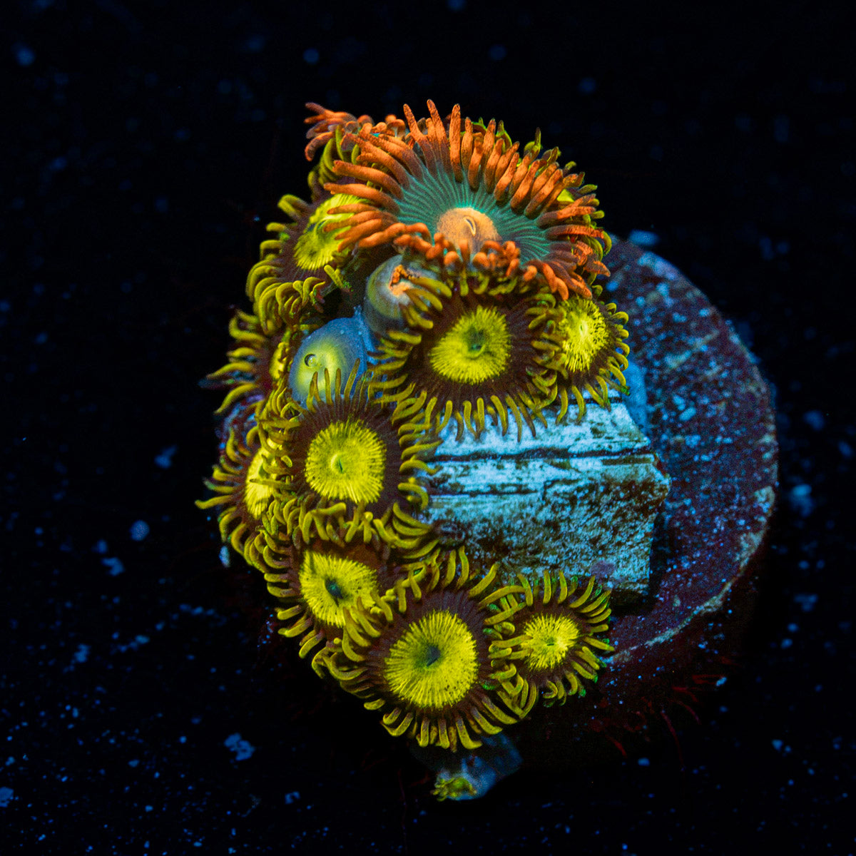 Zoanthid Combo showcasing colony growth in reef aquarium