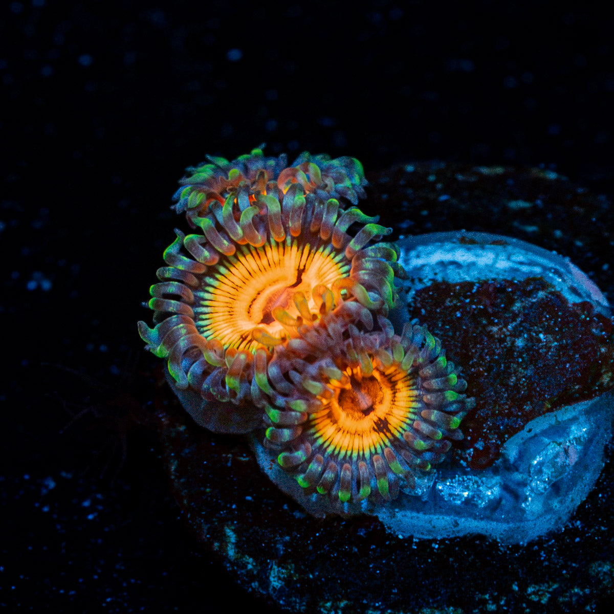 Fruit Ninja Zoanthid colony growth in reef aquarium