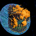 SunKist Bounce Mushroom Coral with distinctive mushroom disc in reef aquarium