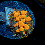 SunKist Bounce Mushroom Coral with distinctive mushroom disc in reef aquarium