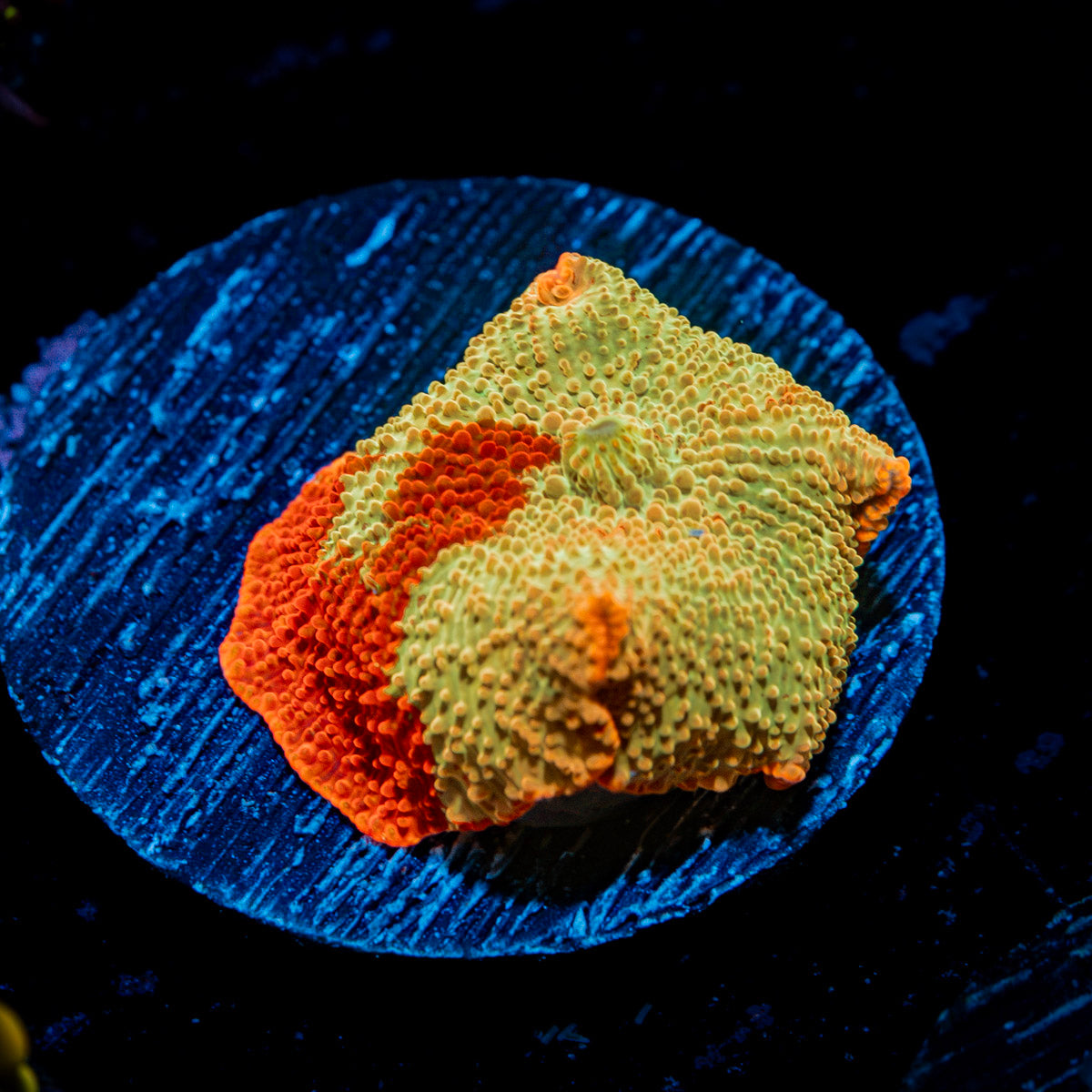 Jawbreaker Mushroom Coral with distinctive mushroom disc in reef aquarium