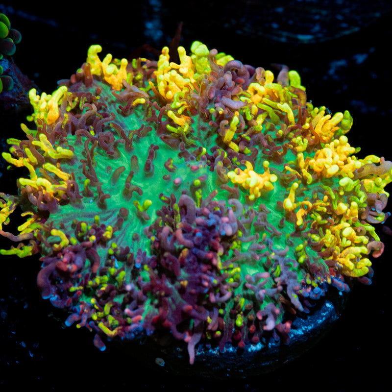 Magic Carpet Mushroom Coral with textured mushroom disc in reef aquarium
