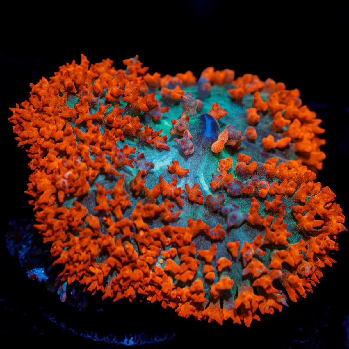 Red Saint Thomas Mushroom Coral with distinctive mushroom disc in reef aquarium