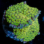 Green Ricordea Mushroom Coral with mushroom disc in reef aquarium