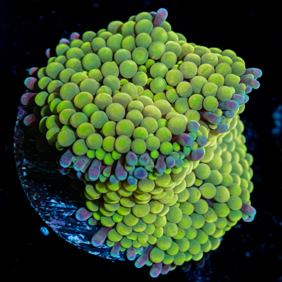 Green Ricordea Mushroom Coral with mushroom disc in reef aquarium