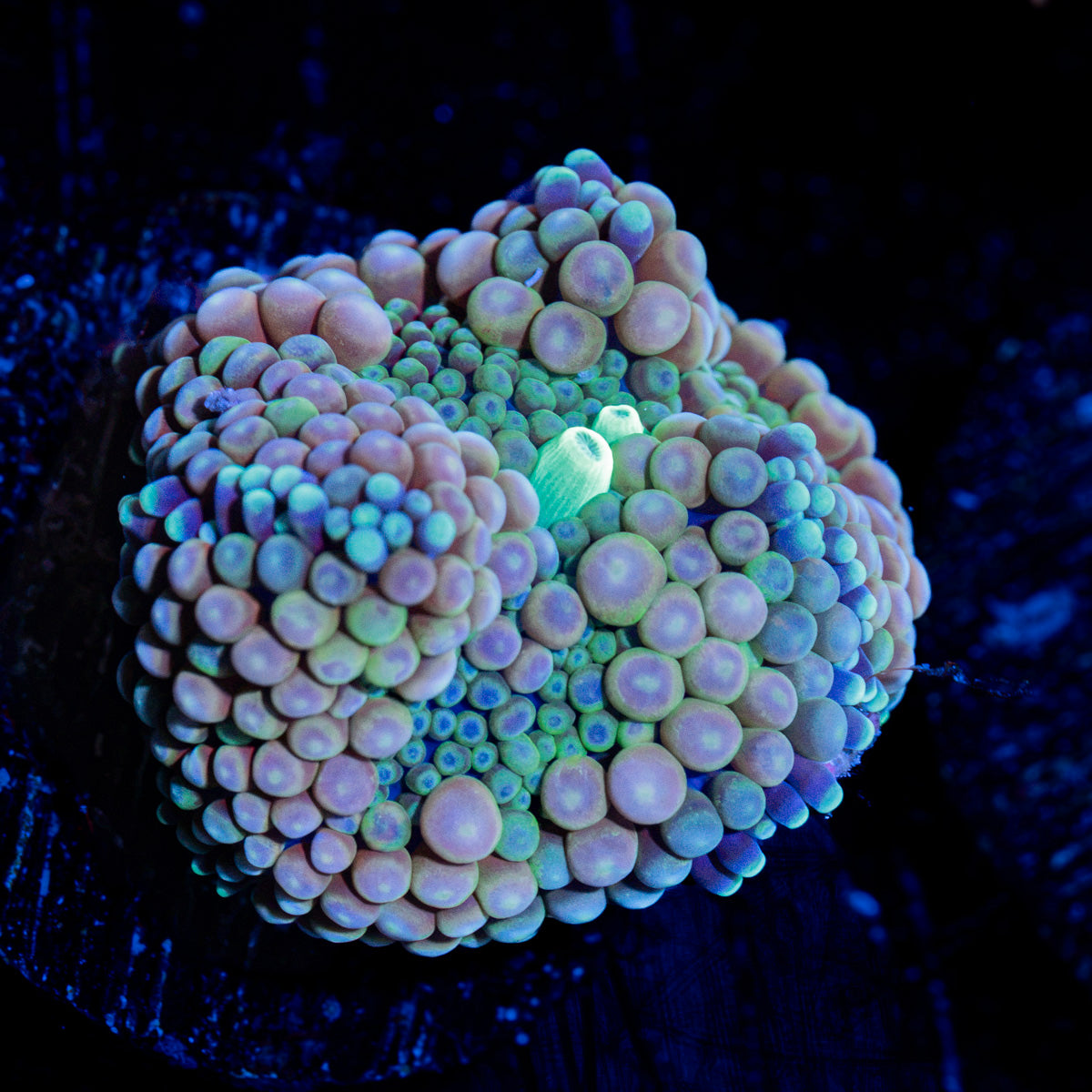 Pinky Ricordea Mushroom Coral with pink mushroom disc in reef aquarium