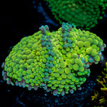 Green Ricordea Mushroom Coral with mushroom disc in reef aquarium