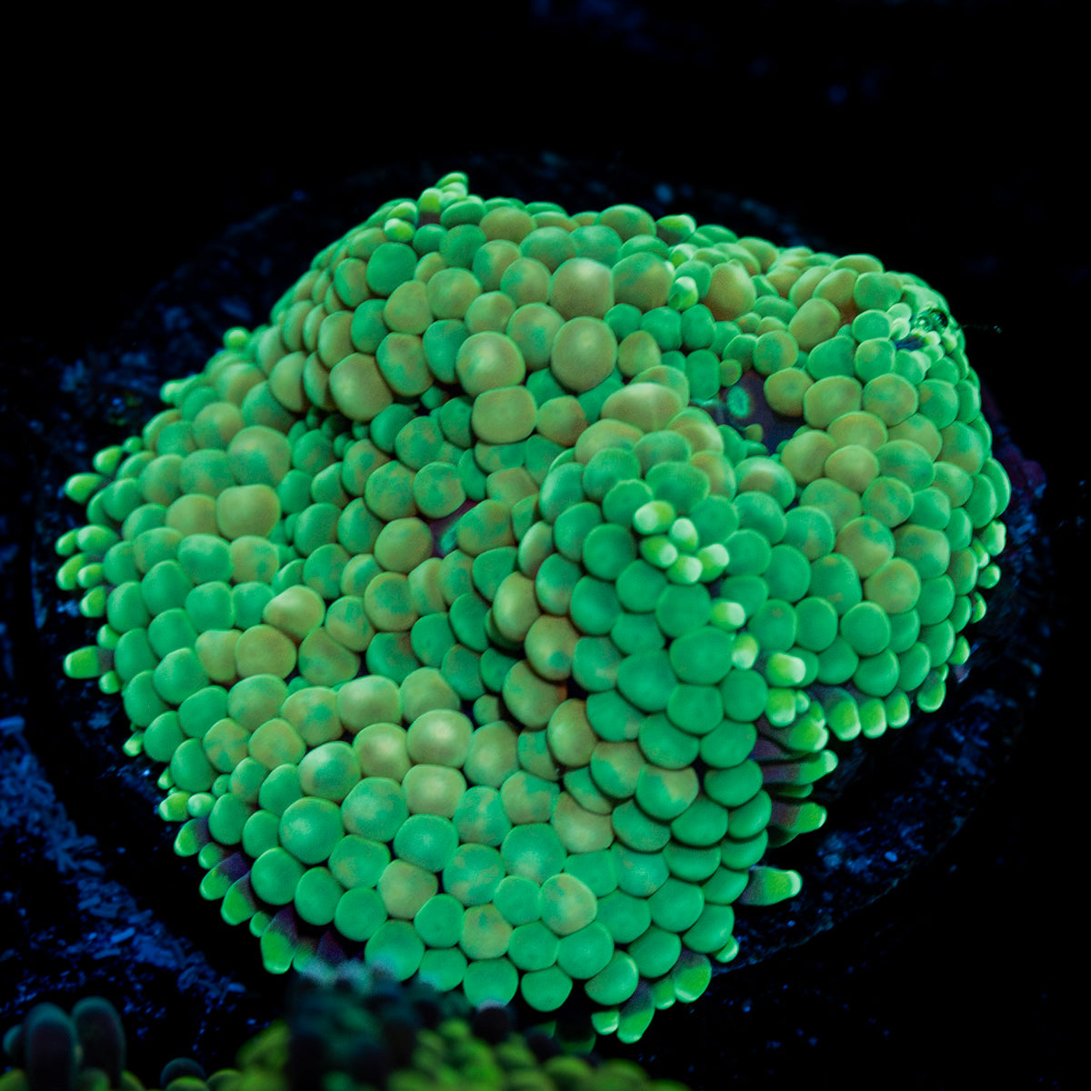 Green Ricordea Mushroom Coral with mushroom disc in reef aquarium