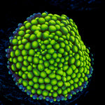 Lime Green Ricordea Mushroom Coral with mushroom disc in reef aquarium