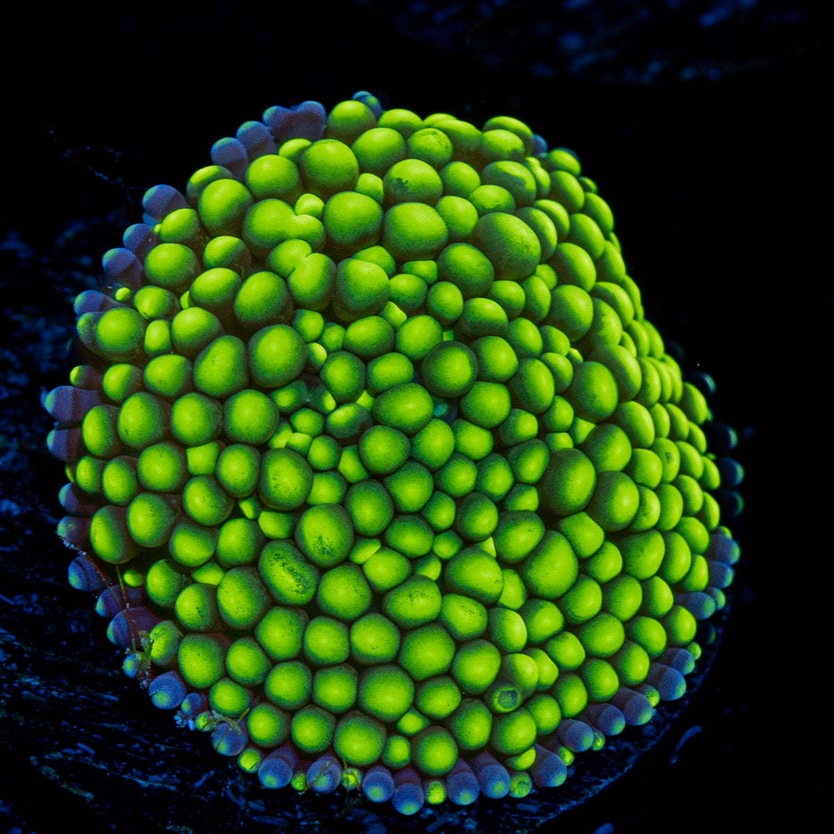 Lime Green Ricordea Mushroom Coral with mushroom disc in reef aquarium
