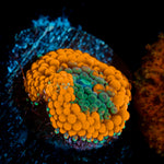 Orange Ricordea Mushroom Coral with mushroom disc in reef aquarium