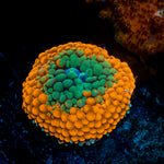 Orange Ricordea Mushroom Coral with mushroom disc in reef aquarium
