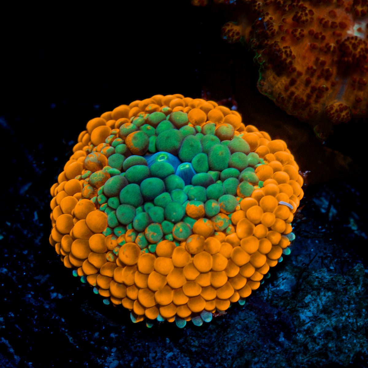 Orange Ricordea Mushroom Coral with mushroom disc in reef aquarium
