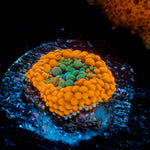 Orange Ricordea Mushroom Coral with orange mushroom disc in reef aquarium