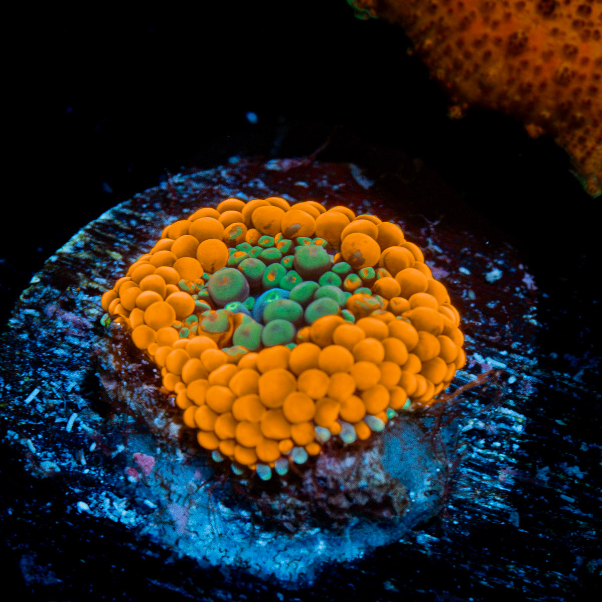 Orange Ricordea Mushroom Coral with orange mushroom disc in reef aquarium