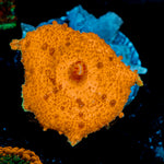 Orange Umbrella Mushroom Coral with mushroom disc in reef aquarium