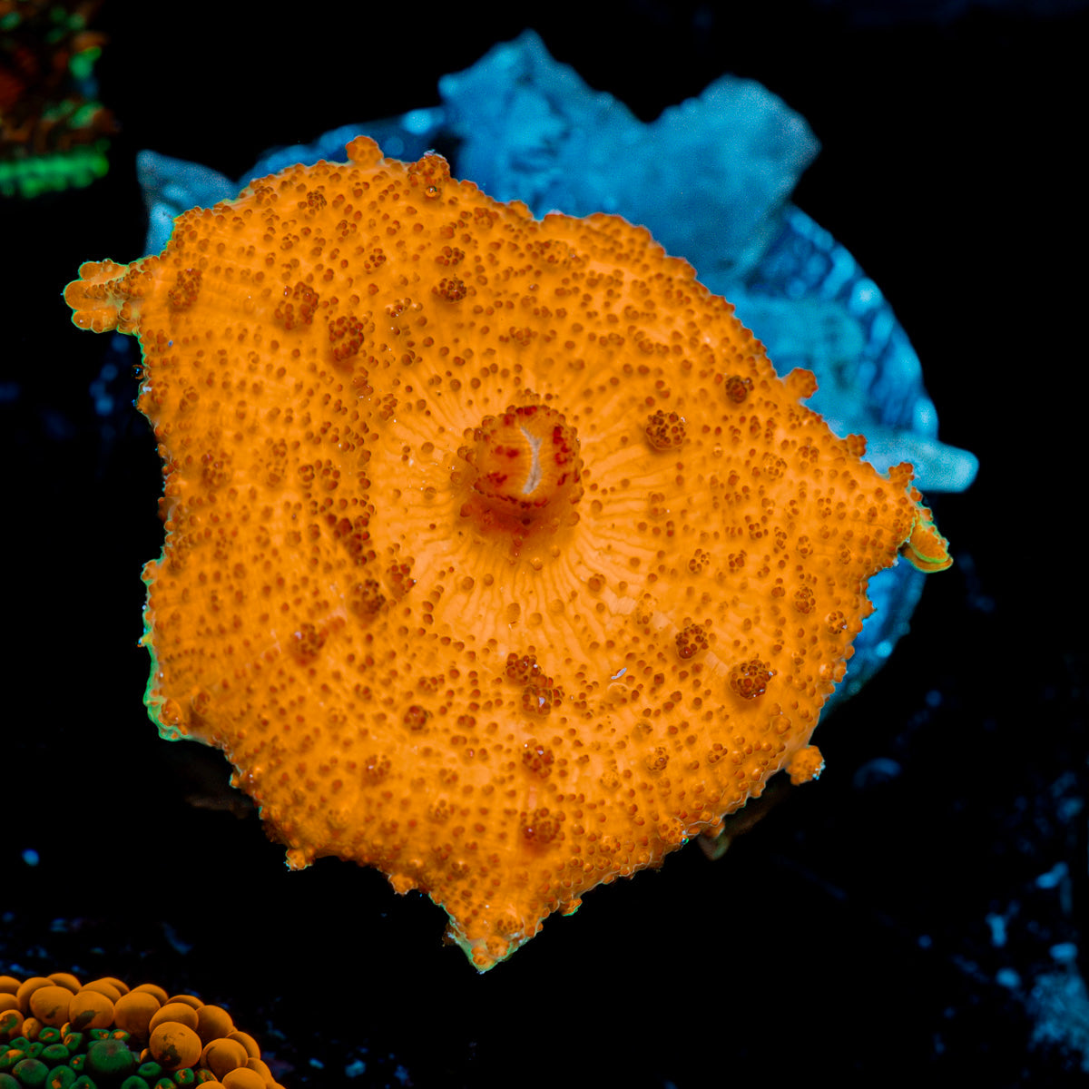 Orange Umbrella Mushroom Coral with mushroom disc in reef aquarium