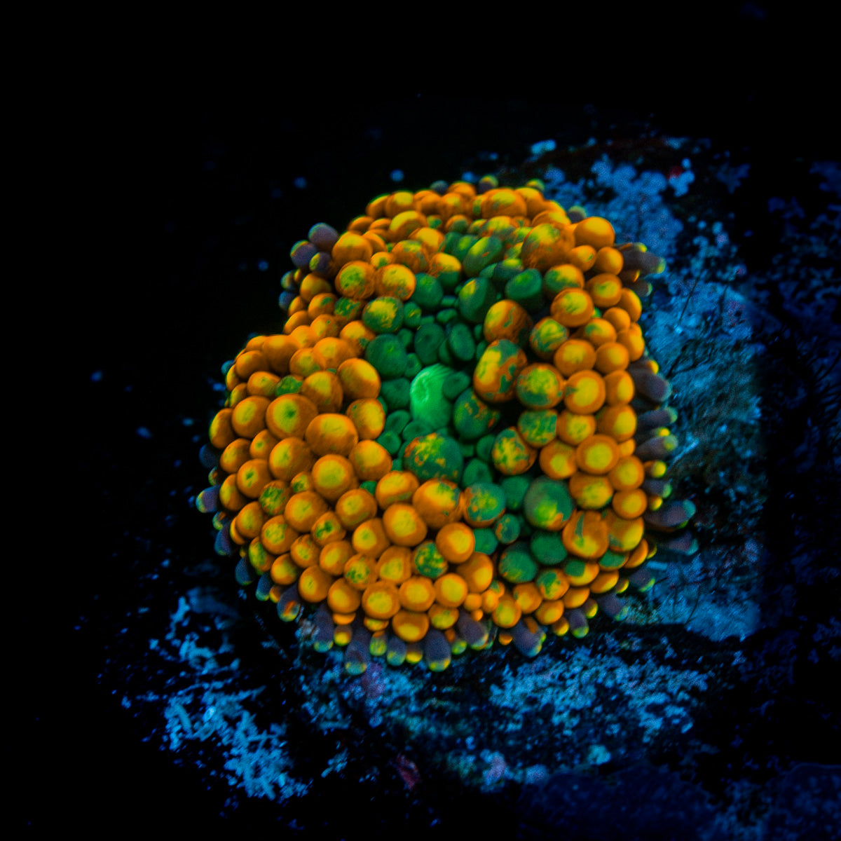 Orange Ricordea Mushroom Coral with orange mushroom disc in reef aquarium
