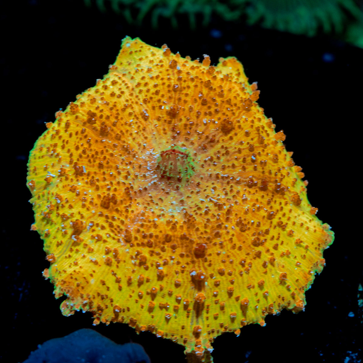 Orange Umbrella Mushroom Coral with mushroom disc in reef aquarium