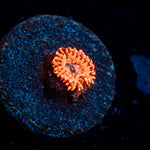 Utter Chaos Zoanthid colony growth in reef aquarium