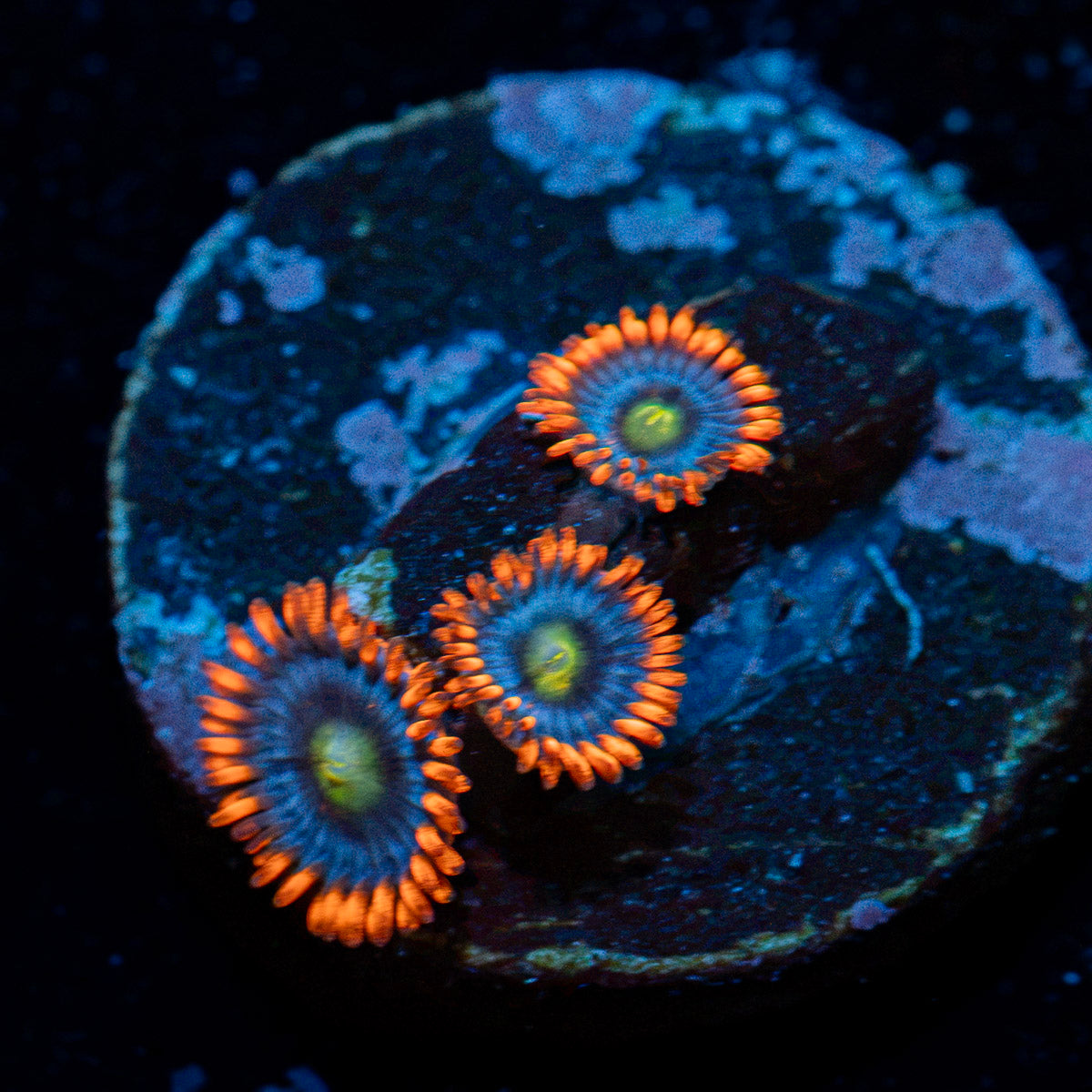 Fire And Ice Zoanthid with colony growth in reef aquarium