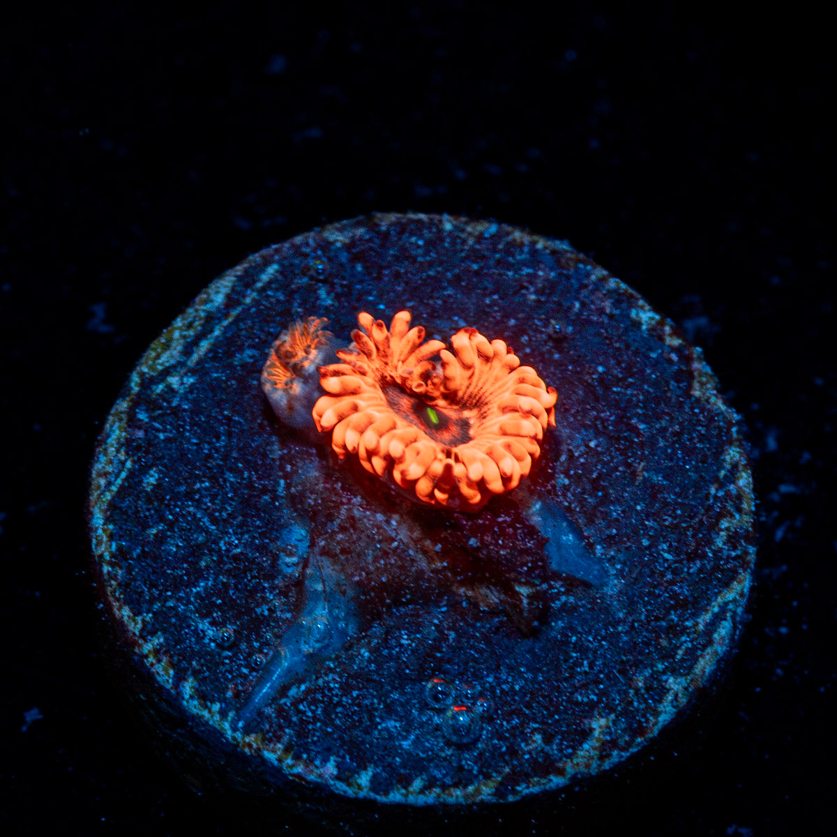 Utter Chaos Zoanthid colony growth in reef aquarium