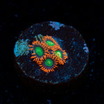 Goblins on Fire Zoanthid colony growth in reef aquarium