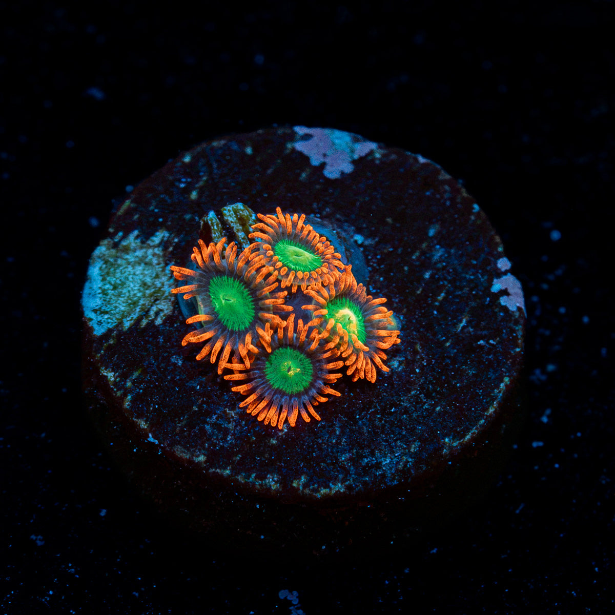 Goblins on Fire Zoanthid colony growth in reef aquarium