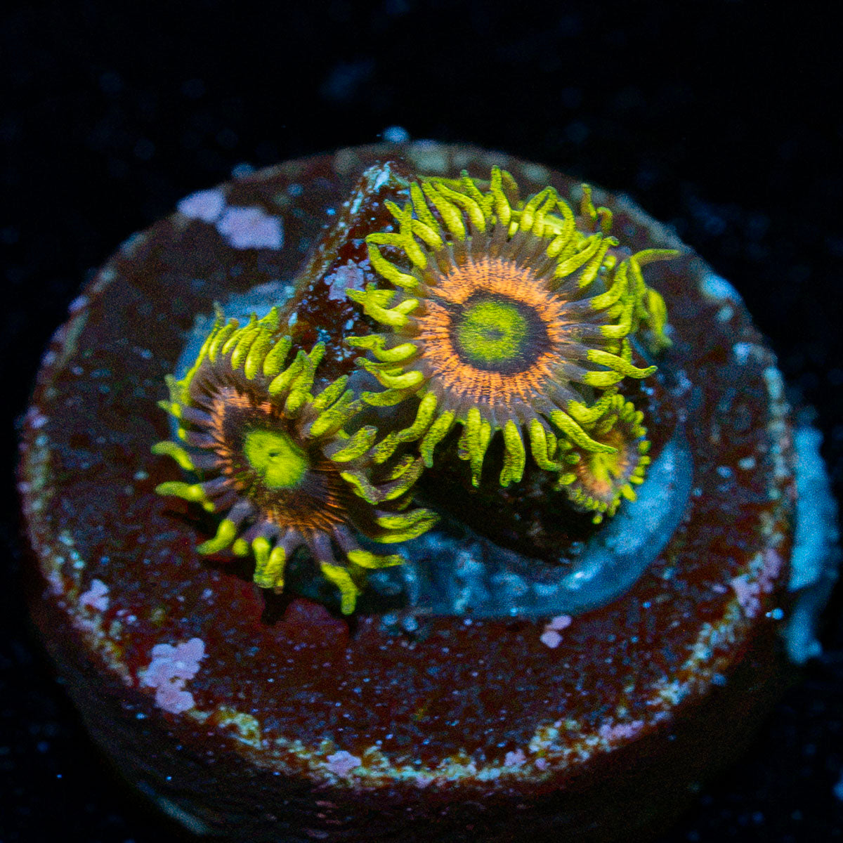 Kamikaze Zoanthid colony growth in reef aquarium with soft coral
