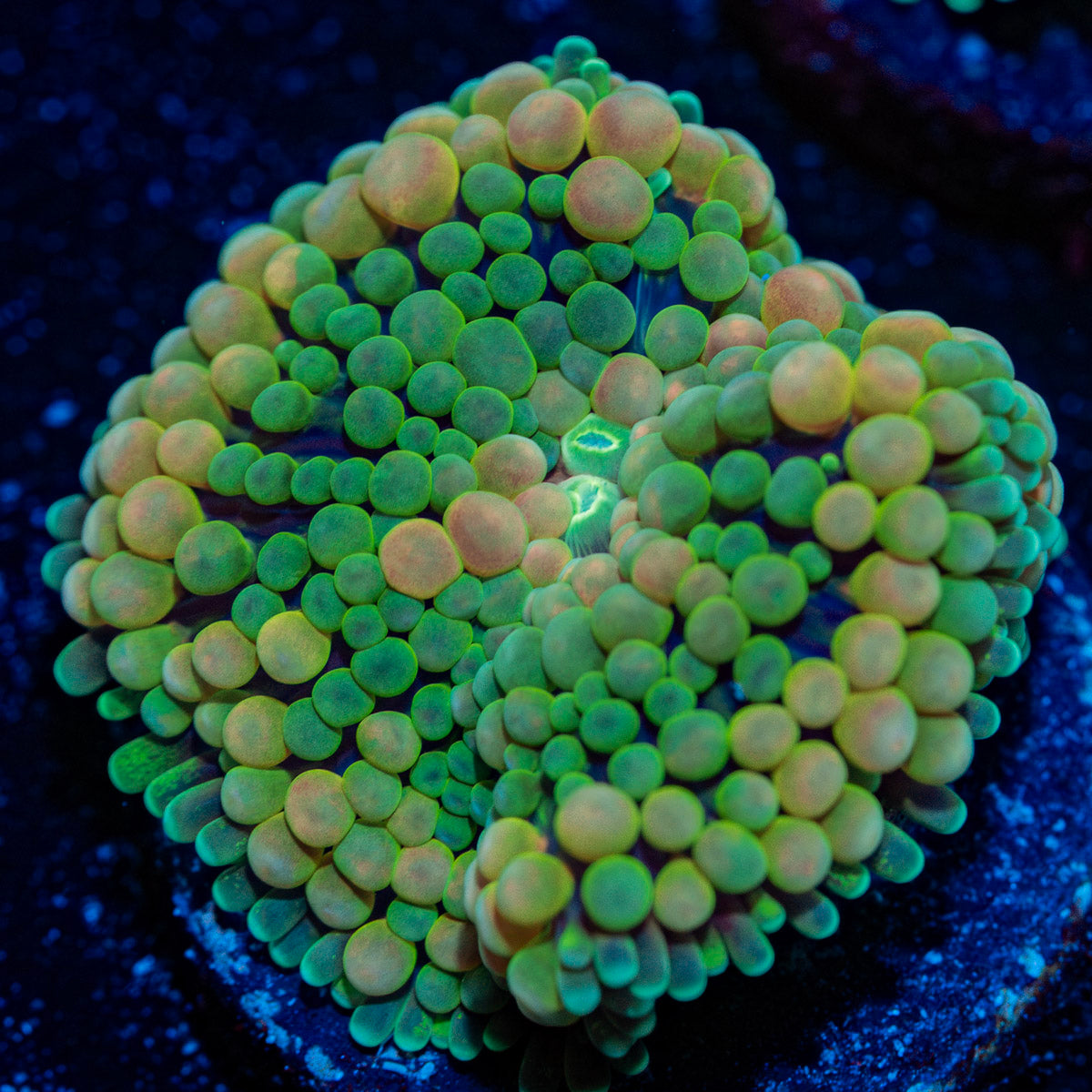 Bi Color Green Ricordea mushroom in vibrant green and blue, ideal in reef aquarium