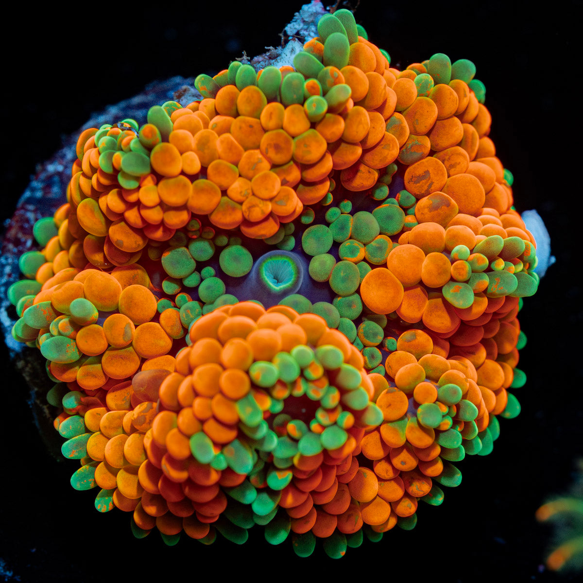 Bright orange Ricordea mushroom soft coral in reef aquarium