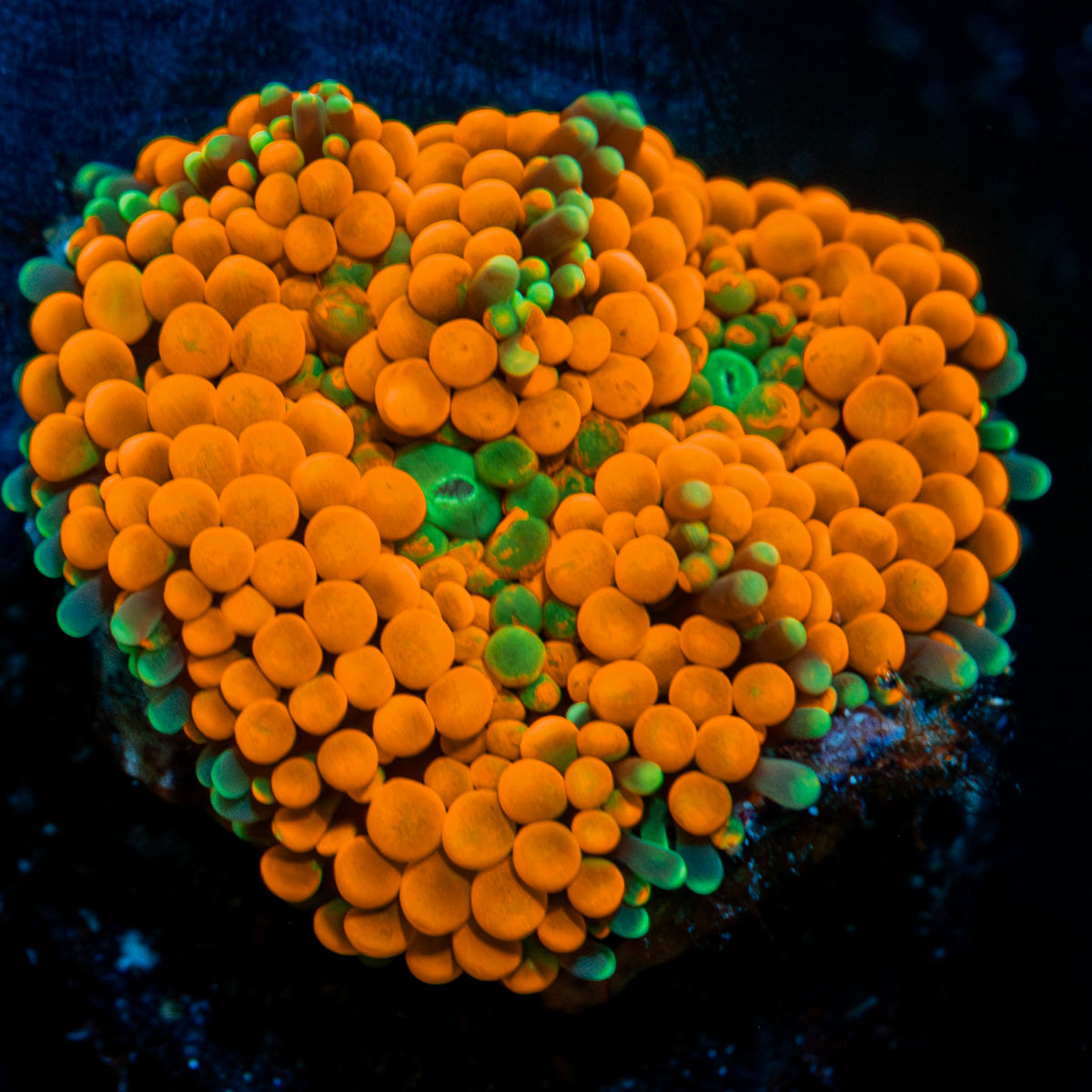 Bright orange Ricordea mushroom in reef aquarium with textured surface