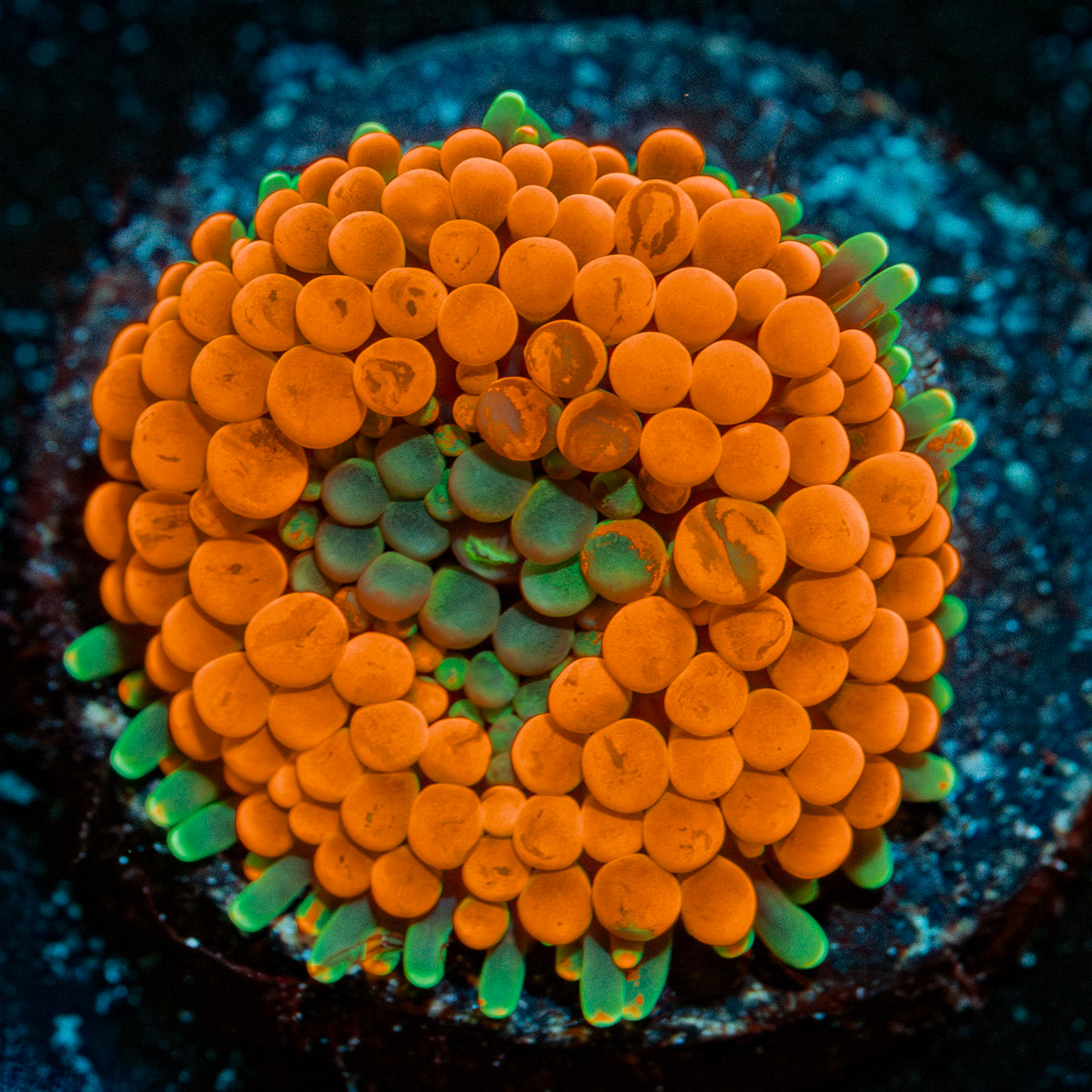 Bright orange Ricordea mushroom coral in reef aquarium with textured surface