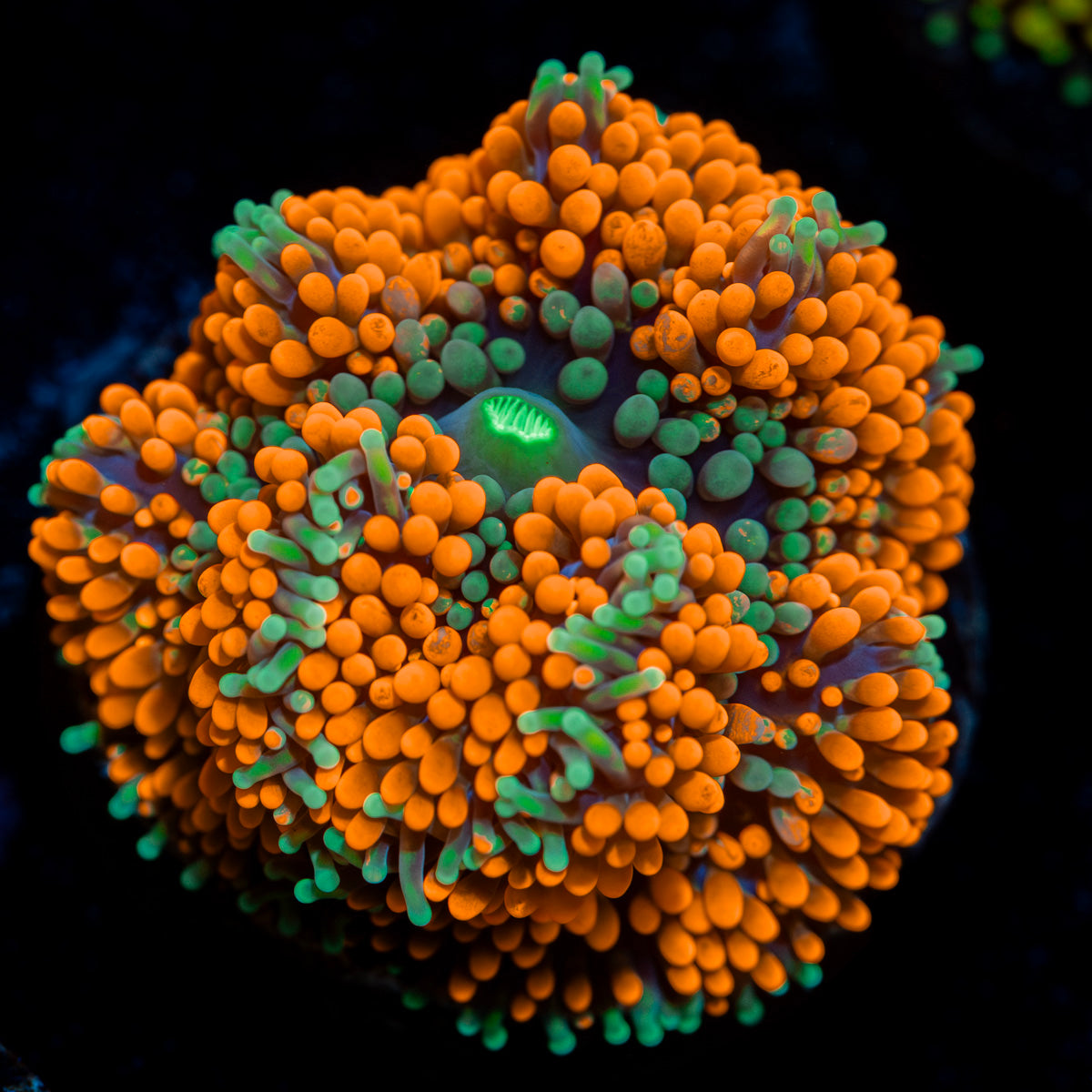 Bright orange Ricordea mushroom in reef aquarium with vibrant textures and patterns
