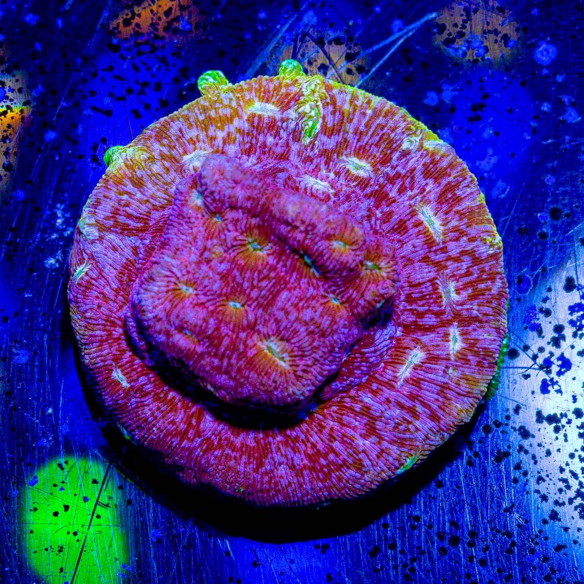 Beginner's Encrusting Coral 4 Pack - riptide aquaculture llc