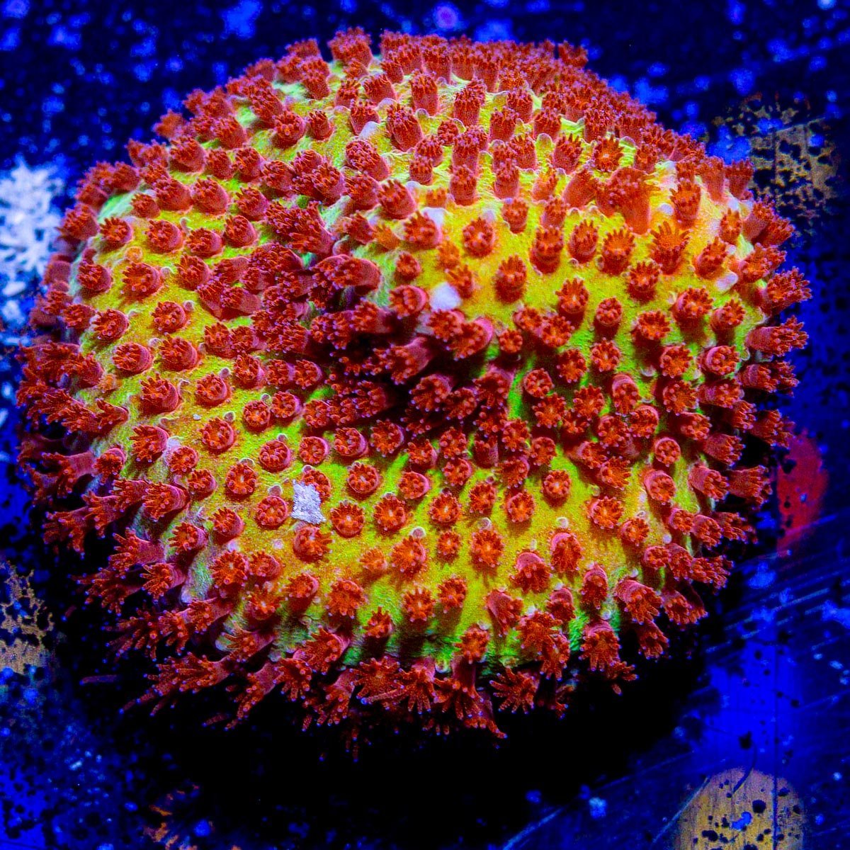 Beginner's Encrusting Coral 4 Pack - riptide aquaculture llc