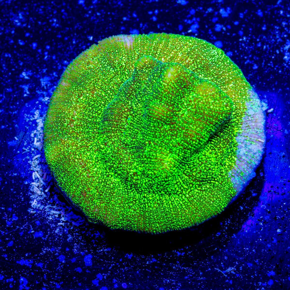 Mystery Leptoseris 3 - Pack - riptide aquaculture llc