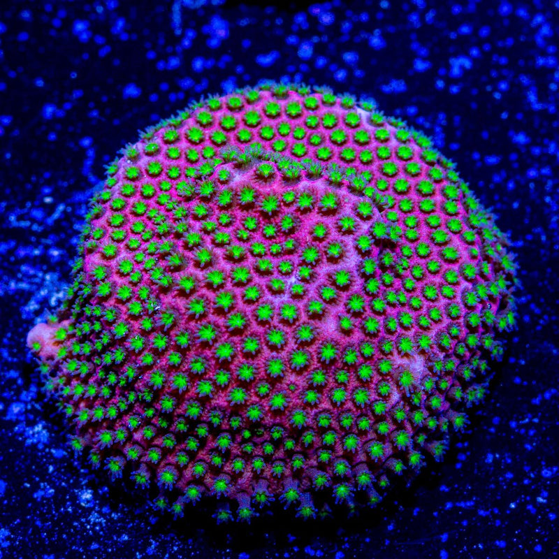 WWC Electric Daisy Stylocoeniella