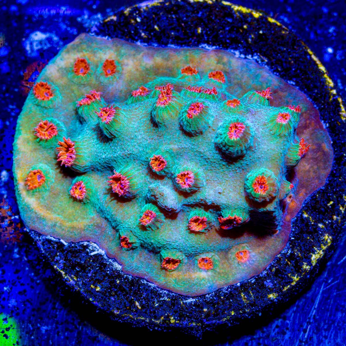 Meteor Shower Cyphastrea Coral - riptide aquaculture llc