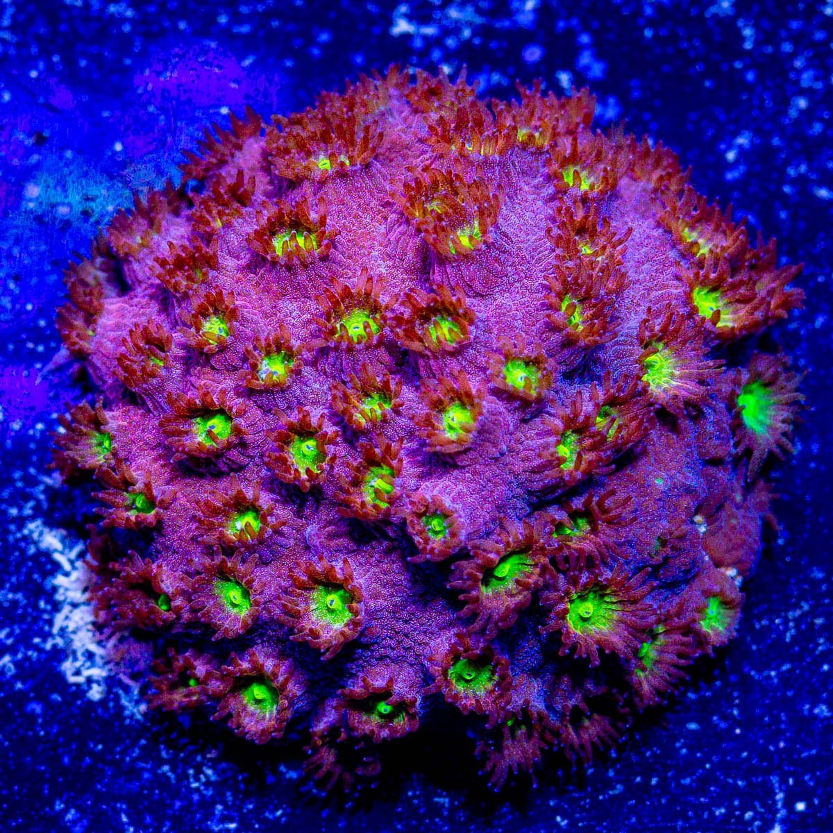 JF Bling Bling Cyphastrea - riptide aquaculture llc