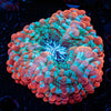 Indophyllia - riptide aquaculture llc