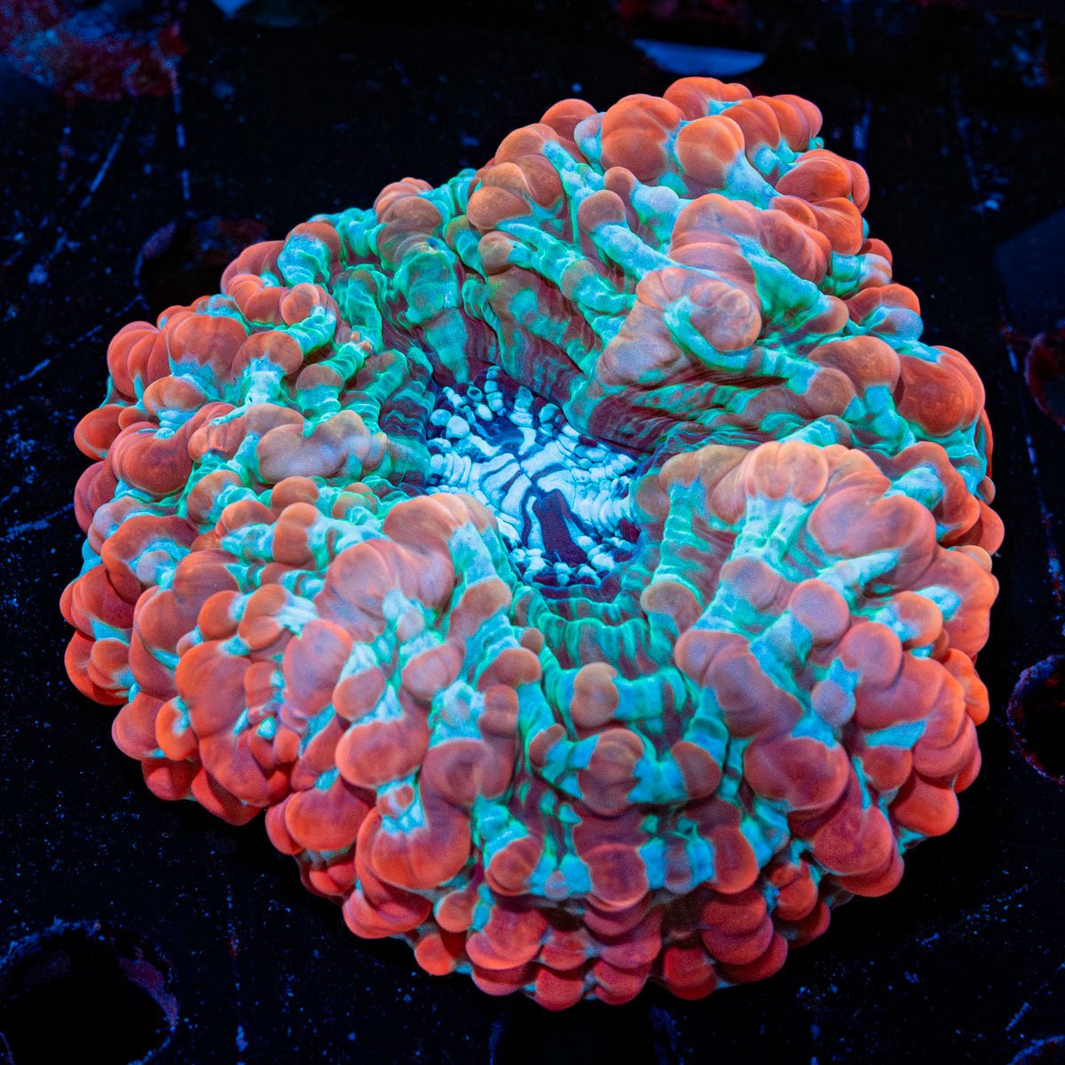 Indophyllia - riptide aquaculture llc