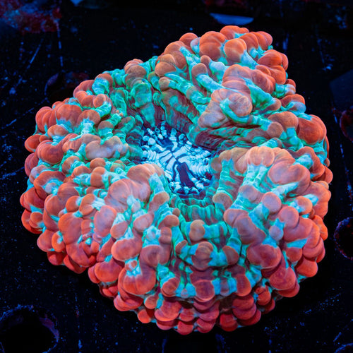 Indophyllia