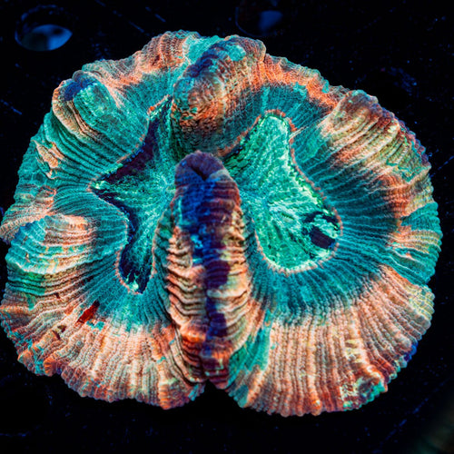 Rainbow Trachyphyllia