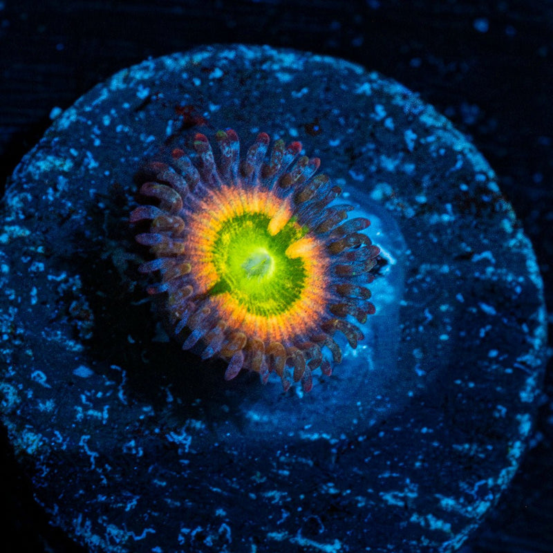 Funny D's Zoanthid