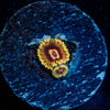 Jedi Mind Trick Zoanthid - riptide aquaculture llc