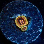 Jedi Mind Trick Zoanthid - riptide aquaculture llc