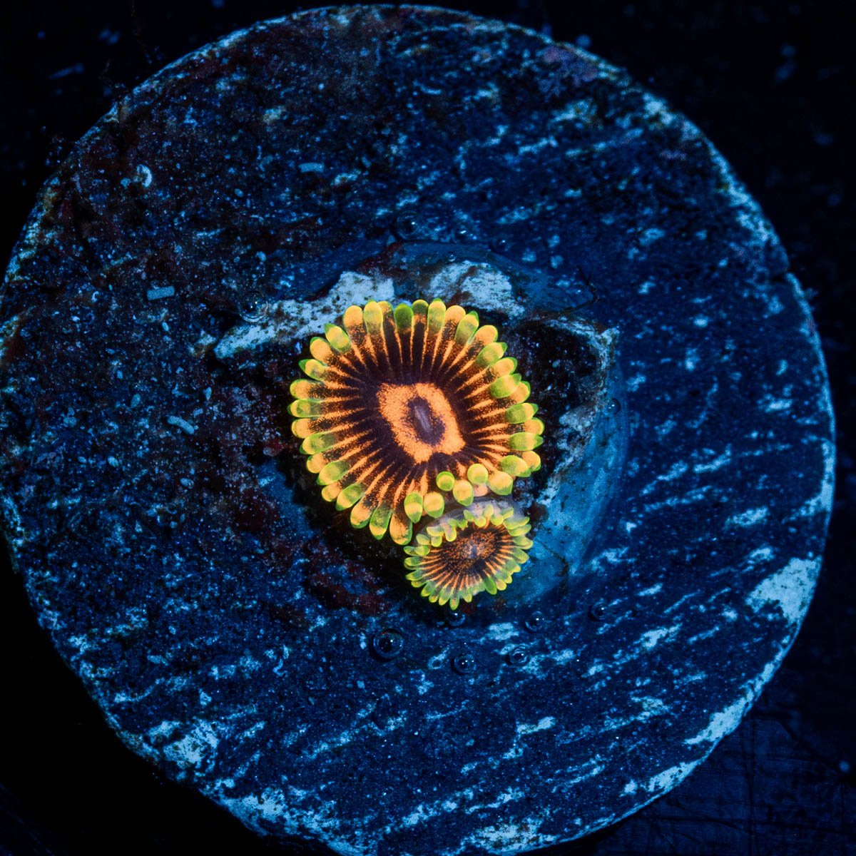 Jedi Mind Trick Zoanthid - riptide aquaculture llc